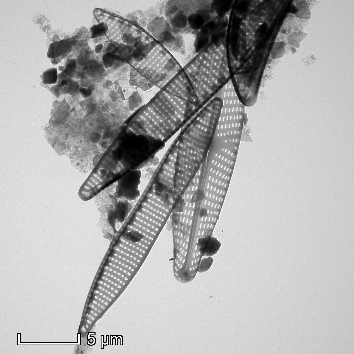 Limnológia Kutatócsoport