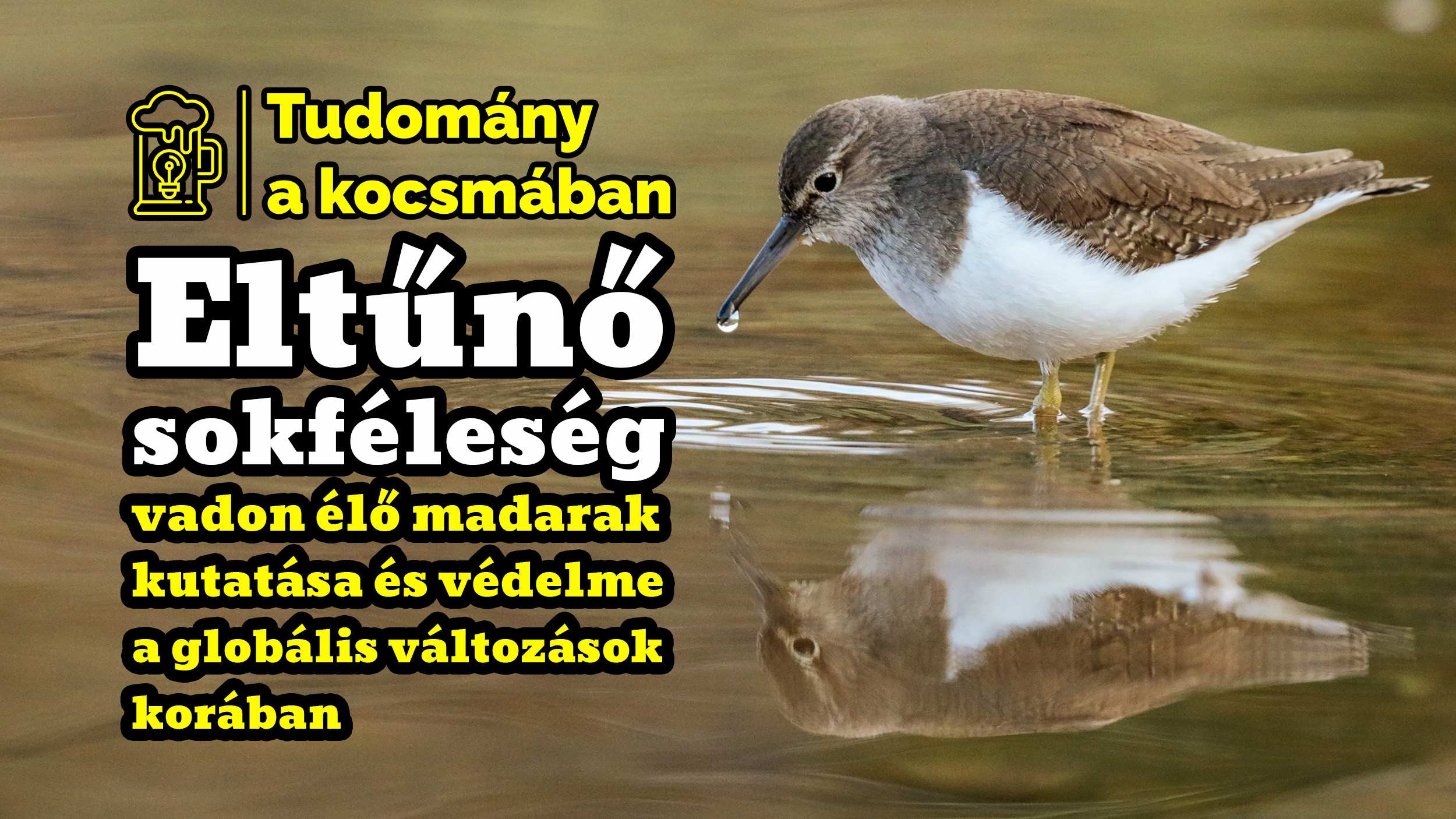 Eltűnő sokféleség